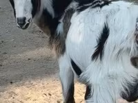 公山羊, Goats — 照片 3