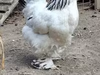 براهما — الصورة 2