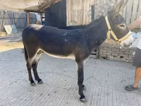 घोड़ी, घोड़े — फ़ोटो 6