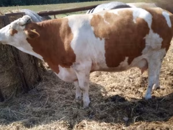 Tehén, Simmental cattle — Magyarország