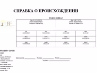 Baran, Dorper sheep — zdjęcie 5