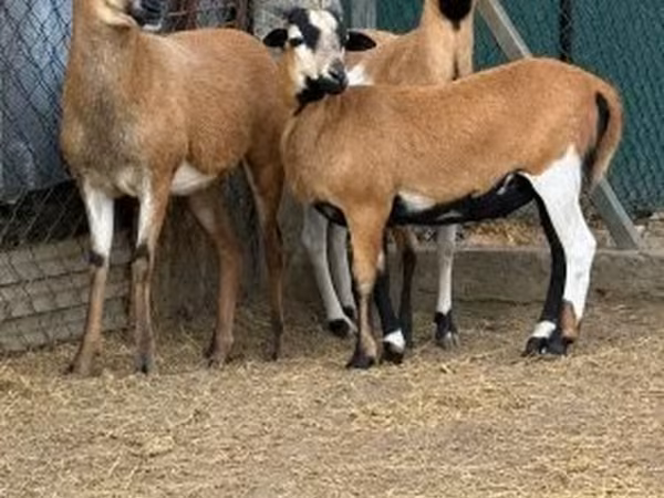 Kos, Cameroon sheep