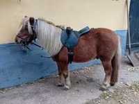 घोड़ा, Shetland Pony — फ़ोटो 5