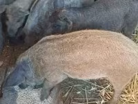Pigs (batch, sex not specified), Мангалица — photo 1