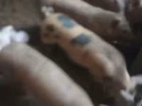 Schweine (Partie, Geschlecht nicht angegeben), Schweine — Foto 1