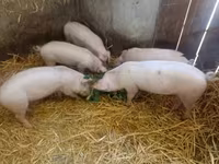 母猪, Pigs — 照片 3