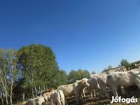 Bika, Charolais cattle — 1. fotó