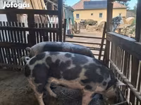 Boar, Пьетрен — photo 1