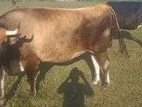 بقرة, Simmental cattle — الصورة 2