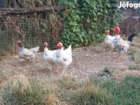 Chickens — 4. fotó