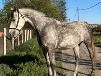 Madyan, Kisber felver — foto 2