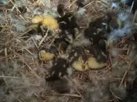 Ducks — 照片 8