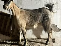 Koza, Alpine goat — foto 1