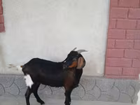 Nőstény kecske, Nubian Goat — 4. fotó