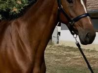فرس, Hanoverian — الصورة 1