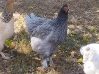 Brahma — foto 6