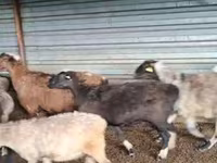Carneiro, Adal sheep — foto 2