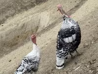 Royal Palm — 1. fotó