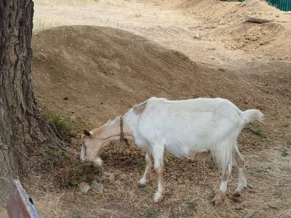 Goat, Goats