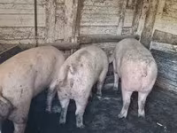 Eber, Schweine — Foto 6