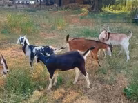 公山羊, Nubian Goat — 照片 1