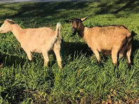 Nőstény kecske, Alpine goat — 4. fotó