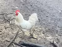 Chickens — الصورة 1