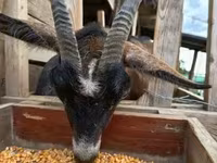 母山羊, Alpine goat — 照片 3