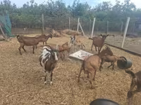 公山羊, Goats — 照片 7
