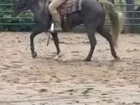 Horse (M), Rocky Mountain Horse — photo 8