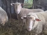 Sheep, Sheep — photo 3