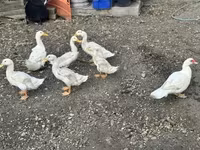 Ducks — foto 1