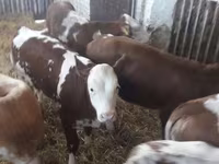Taureau, Vache limousine — photo 4