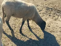 Juh, Tsigai sheep — 2. fotó