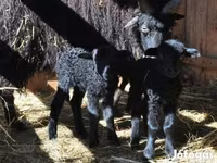 Kos, Racka sheep — 5. fotó