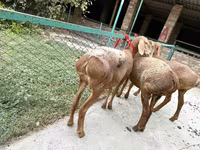 Brebis, Arashan sheep — photo 4