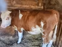 Kuh, Limousin-Kuh — Foto 1