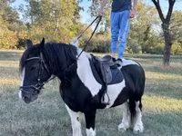 Kanca, Gypsy horse — 3. fotó