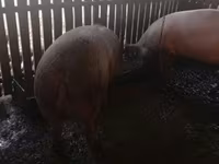 母猪, Pigs — 照片 4