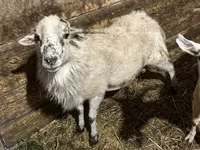 बकरा, बकरियाँ — फ़ोटो 3
