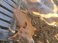 Cabro, Cabras — foto 5