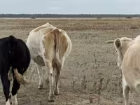 Cow, Latvian Blue cattle — photo 2