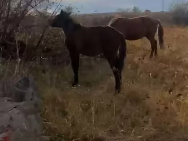 Koń, Konie