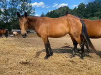 घोड़ी, Nonius horse — फ़ोटो 3