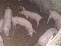 Eber, Schweine — Foto 3