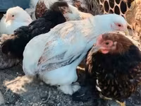 Bantam Pekín — foto 1