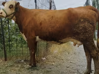 母牛, Simmental cattle — 照片 8