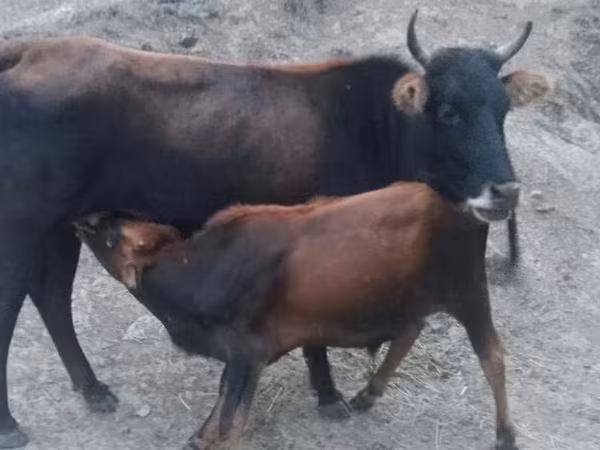 गाय, मवेशी