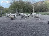 Kos, White Suffolk sheep — 3. fotó