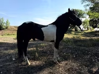 خيول (دفعة، الجنس غير محدد), American shetland pony — الصورة 3